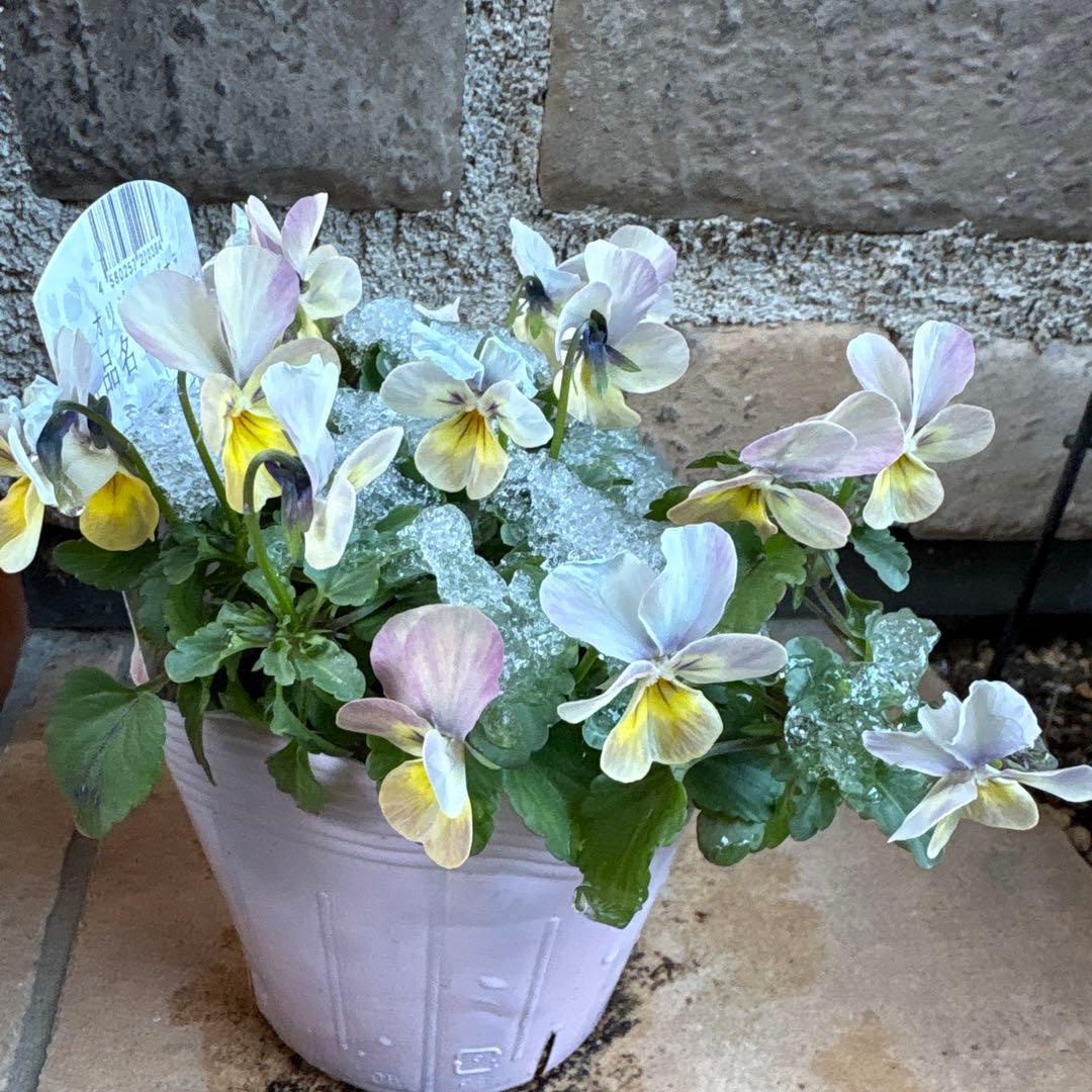 フェデネージュ