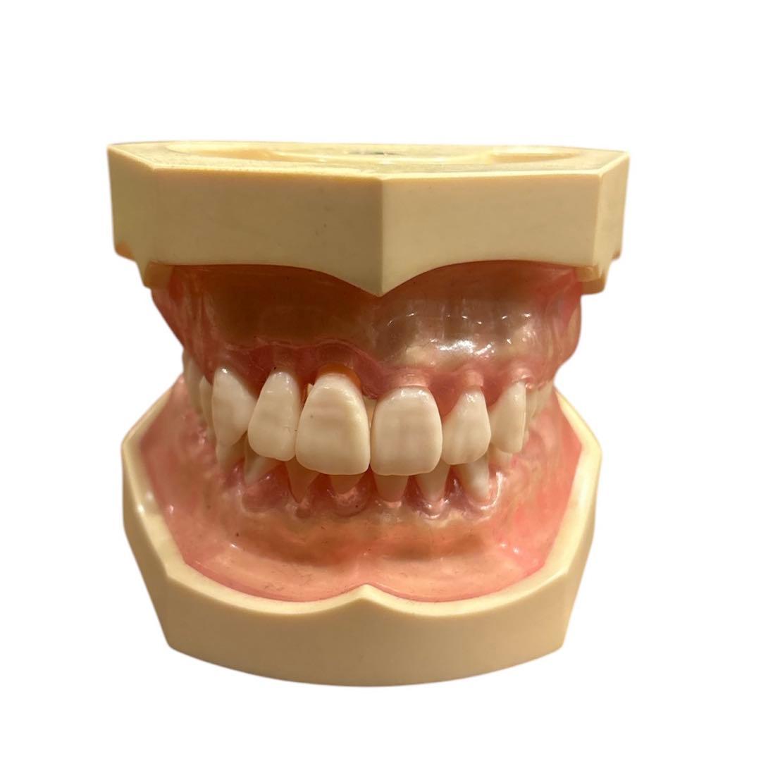 歯科衛生士　NISSIN DENTAL MODEL 歯科模型