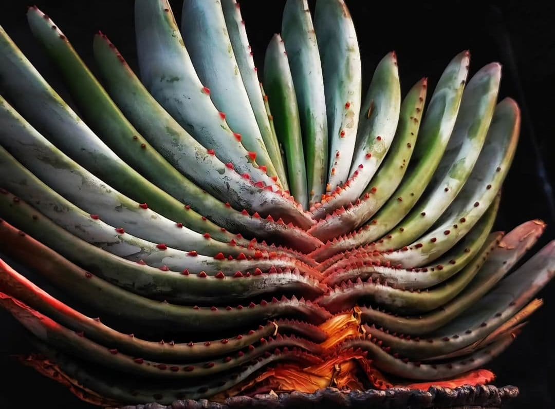 多肉植物 アロエ属 コンプレッサシストフィラ(ビグザム交配)