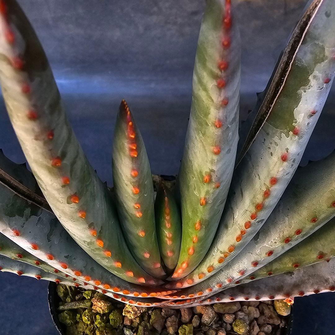 多肉植物 アロエ属 コンプレッサシストフィラ(ビグザム交配)