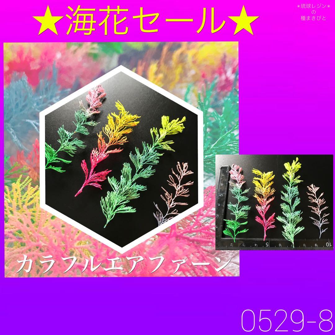 琉球*海花セール　カラフル エアファーン　0529-8