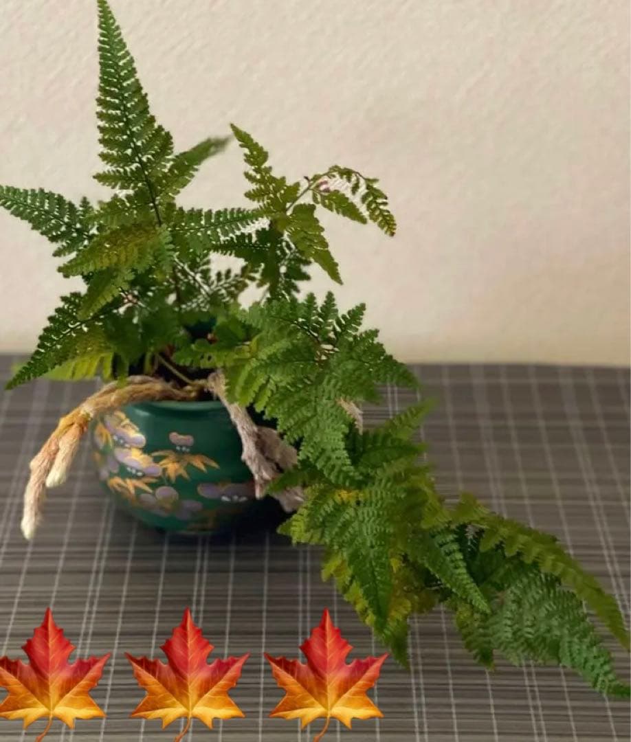 #トキワシノブ(猫の手シノブ)♥︎