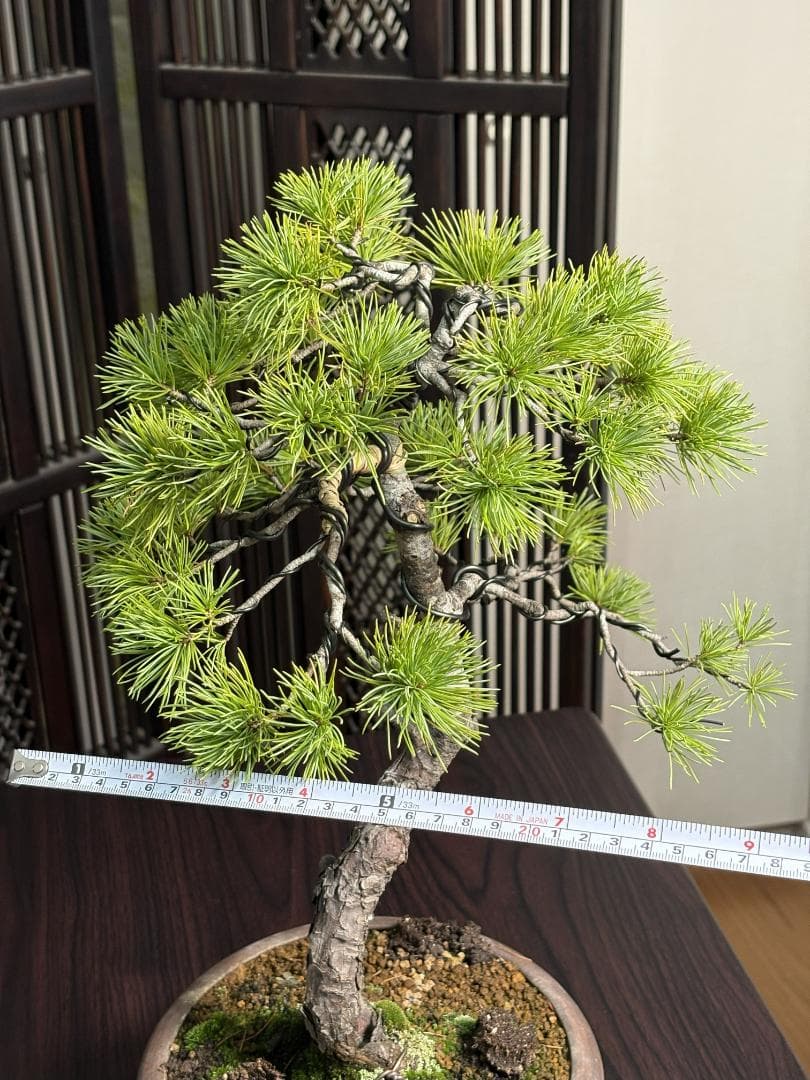 【値下げ】【早い者勝ち】五葉松 盆栽 樹高37cm 太模様木 美しい曲がり樹形