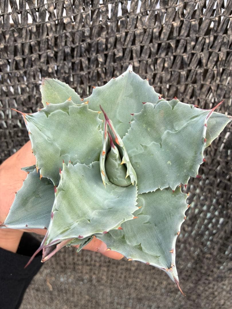 アガベ オバティフォリア　ドワーフ　子株付き