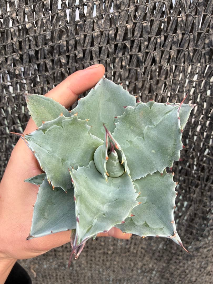 アガベ オバティフォリア　ドワーフ　子株付き