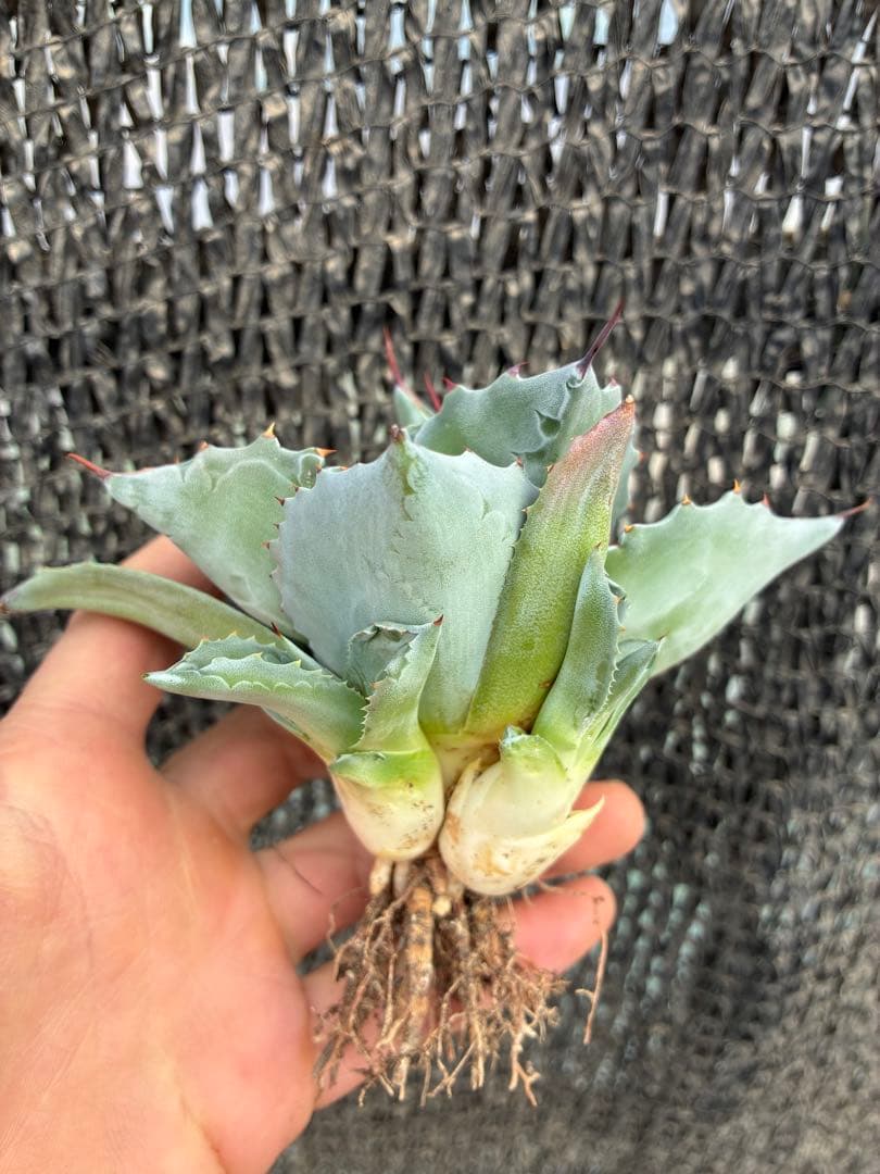 アガベ オバティフォリア　ドワーフ　子株付き