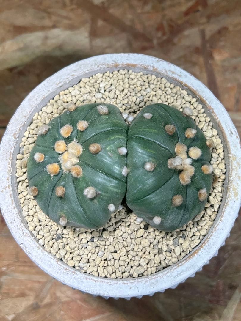 国内実生　散り斑　大株　ダブルヘッド　アストロフィツム　鉢のまま発送　サボテン