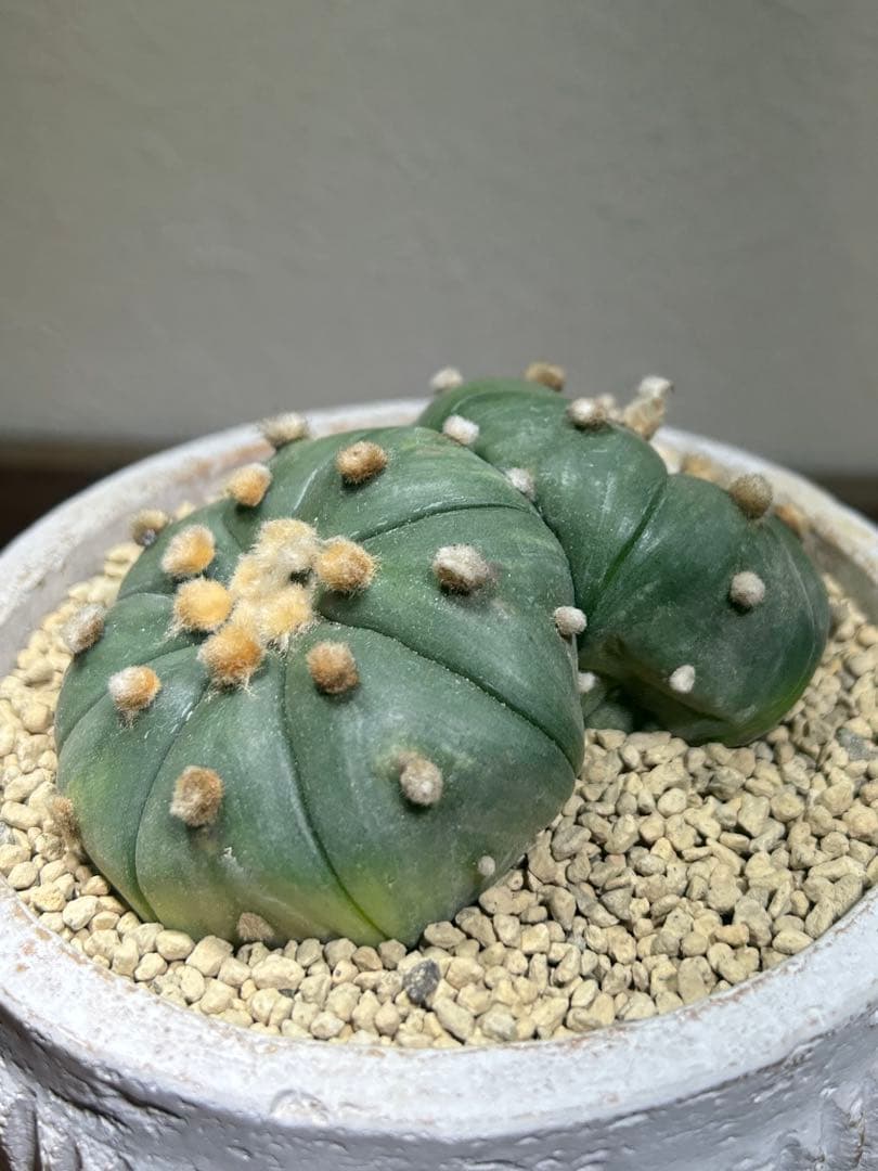 国内実生　散り斑　大株　ダブルヘッド　アストロフィツム　鉢のまま発送　サボテン