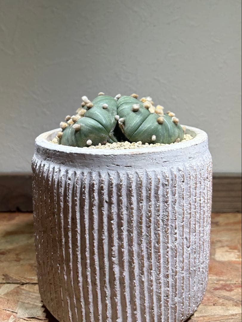 国内実生　散り斑　大株　ダブルヘッド　アストロフィツム　鉢のまま発送　サボテン