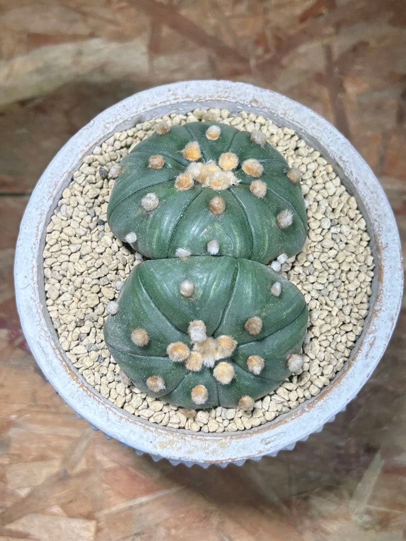 国内実生　散り斑　大株　ダブルヘッド　アストロフィツム　鉢のまま発送　サボテン