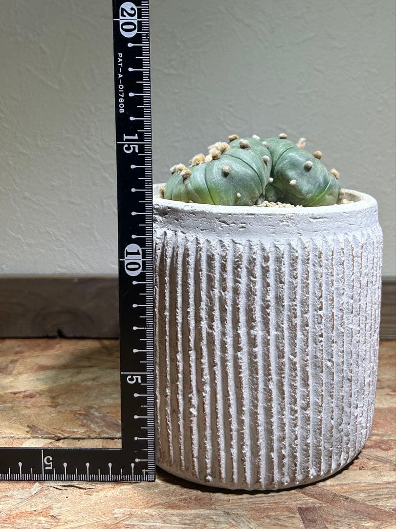 国内実生　散り斑　大株　ダブルヘッド　アストロフィツム　鉢のまま発送　サボテン