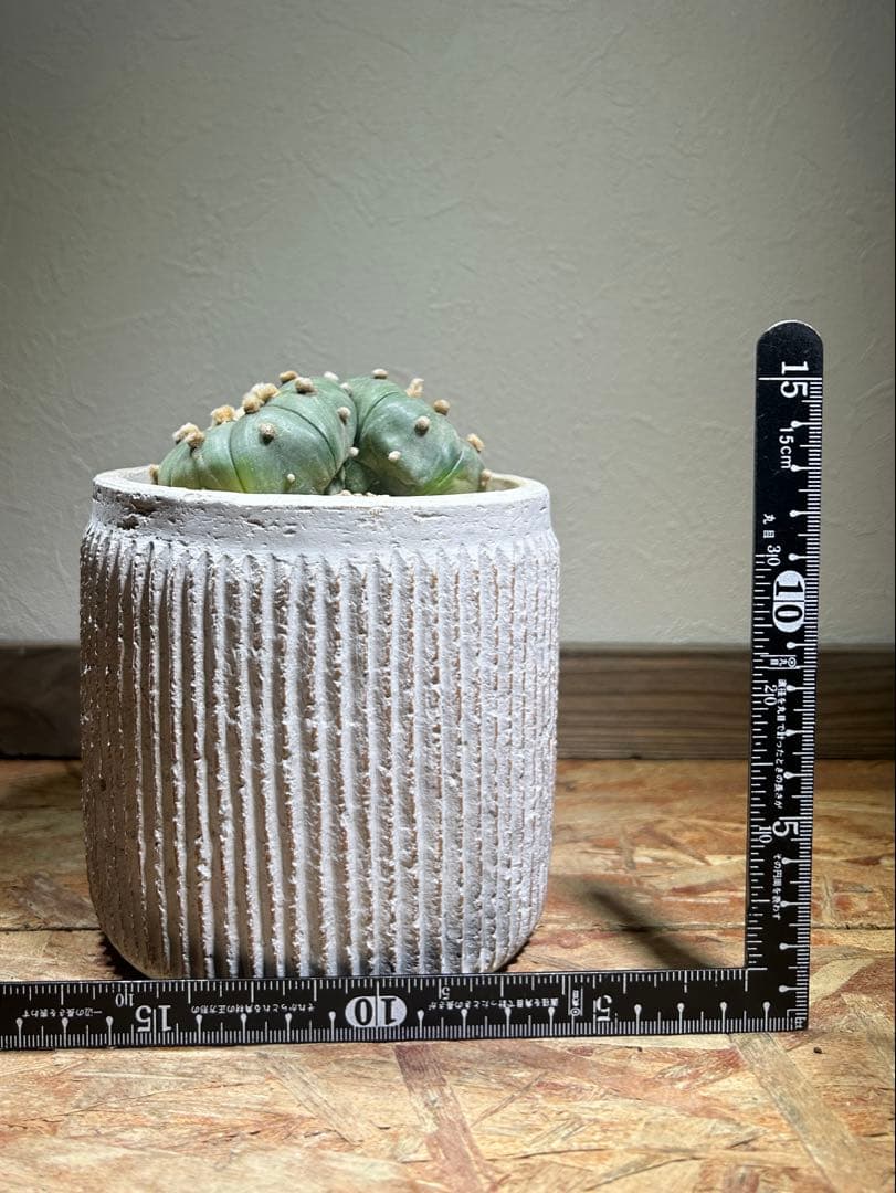 国内実生　散り斑　大株　ダブルヘッド　アストロフィツム　鉢のまま発送　サボテン