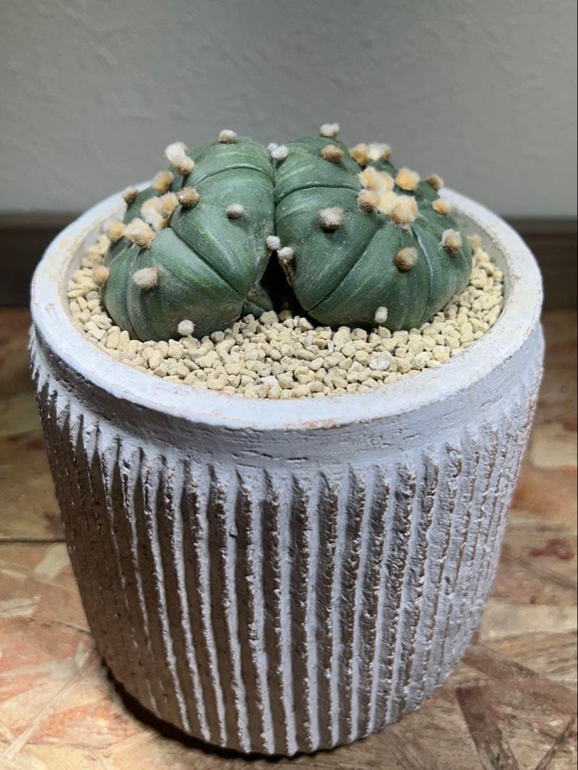 国内実生　散り斑　大株　ダブルヘッド　アストロフィツム　鉢のまま発送　サボテン