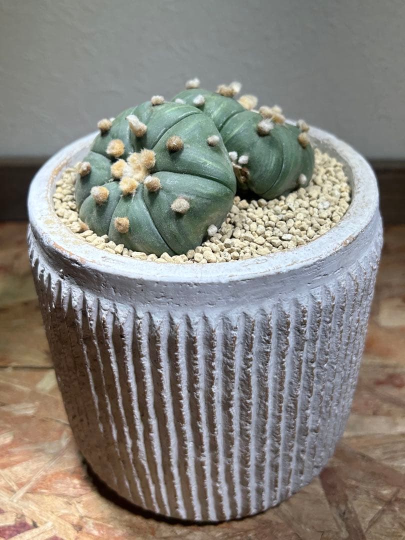 国内実生　散り斑　大株　ダブルヘッド　アストロフィツム　鉢のまま発送　サボテン