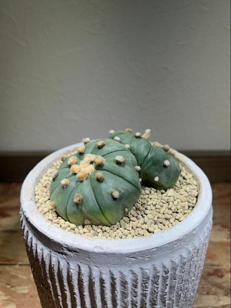 国内実生　散り斑　大株　ダブルヘッド　アストロフィツム　鉢のまま発送　サボテン