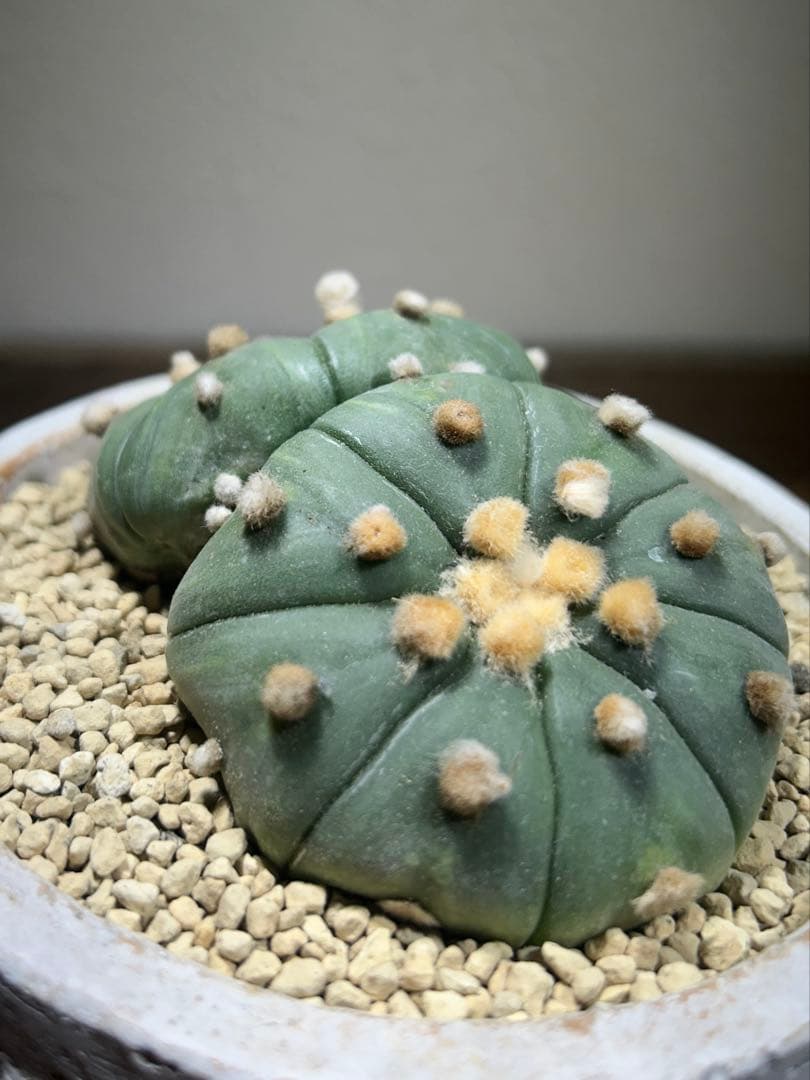 国内実生　散り斑　大株　ダブルヘッド　アストロフィツム　鉢のまま発送　サボテン