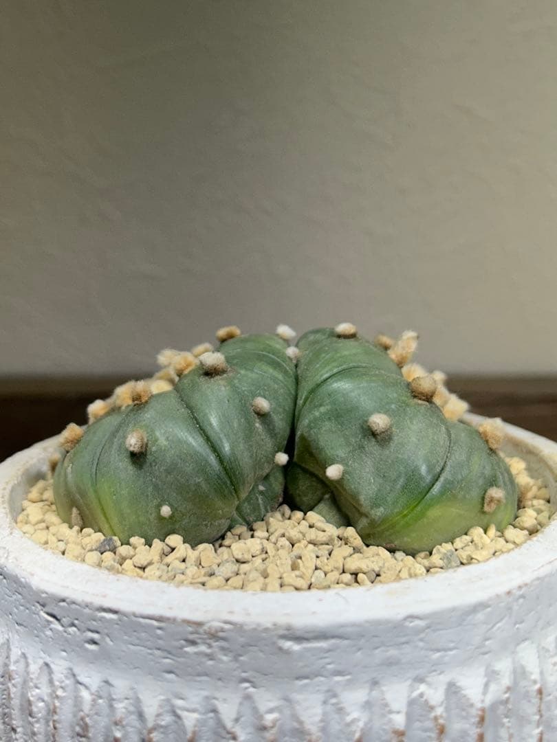 国内実生　散り斑　大株　ダブルヘッド　アストロフィツム　鉢のまま発送　サボテン