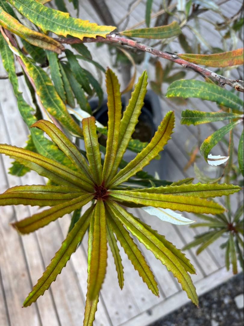 バンクシアプラジオカルパ　ブルーバンクシア　激レア！