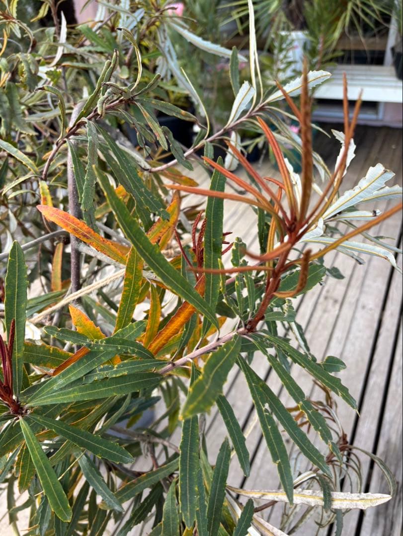 バンクシアプラジオカルパ　ブルーバンクシア　激レア！