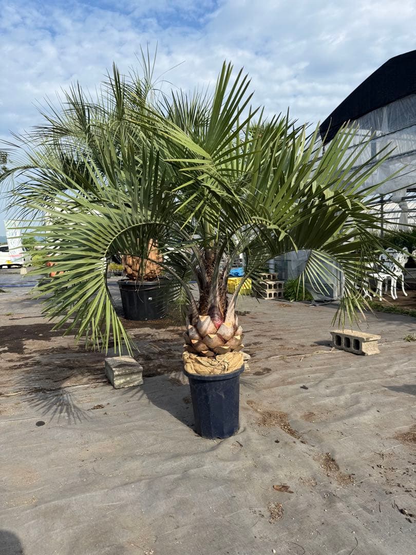 ココスヤシシルバーリーフ 【極太】葉先130cm 幹回り90cm 幹高20cm