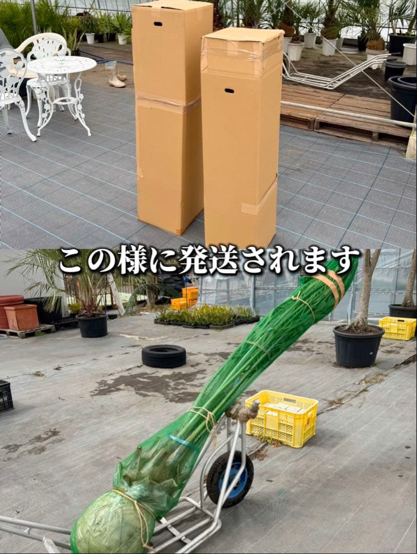 ココスヤシシルバーリーフ 【極太】葉先130cm 幹回り90cm 幹高20cm