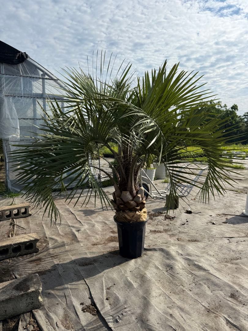 ココスヤシシルバーリーフ 【極太】葉先130cm 幹回り90cm 幹高20cm