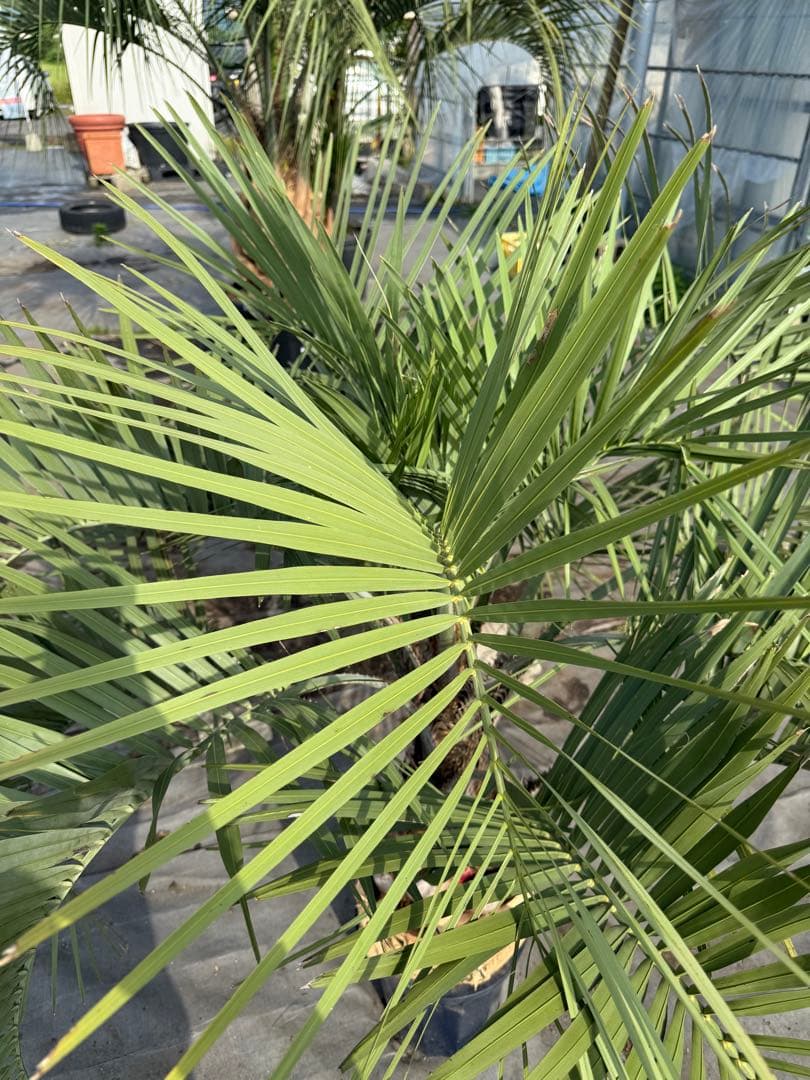 ココスヤシシルバーリーフ 【極太】葉先130cm 幹回り90cm 幹高20cm