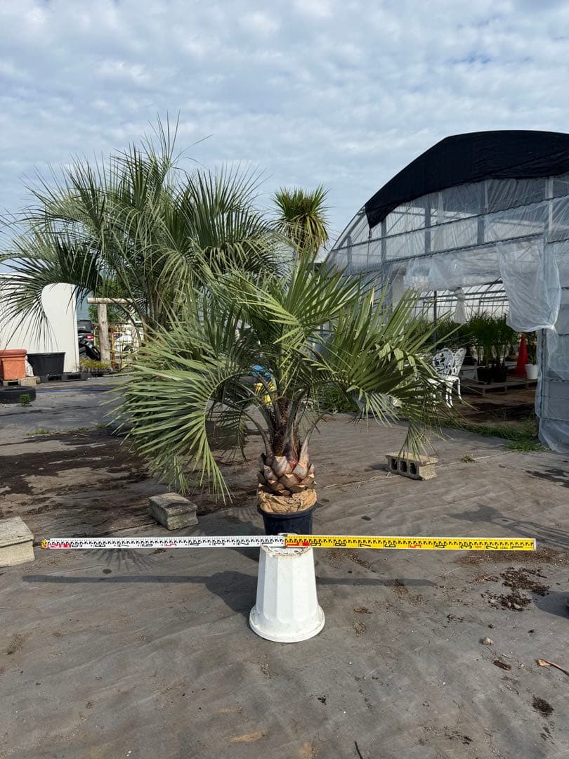 ココスヤシシルバーリーフ 【極太】葉先130cm 幹回り90cm 幹高20cm