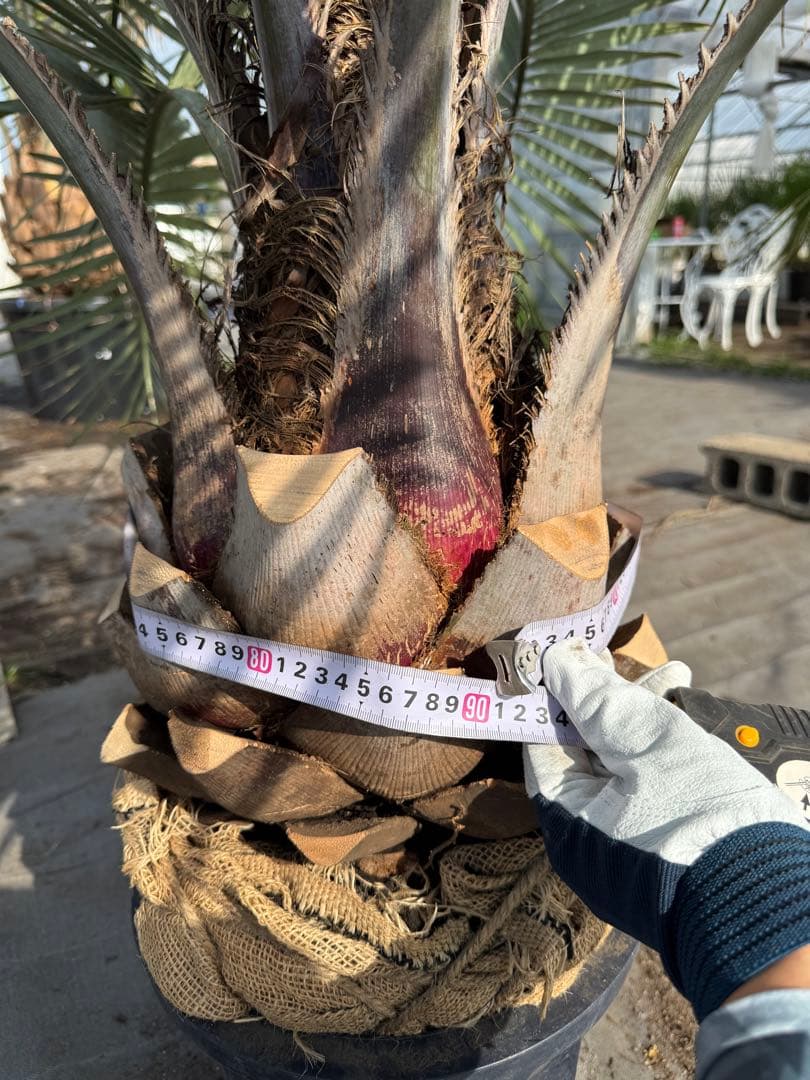 ココスヤシシルバーリーフ 【極太】葉先130cm 幹回り90cm 幹高20cm