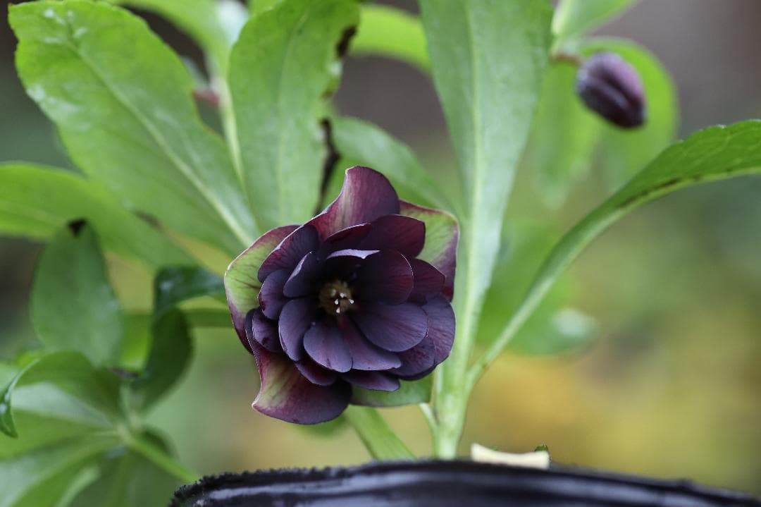 クリスマスローズ 開花株 DD小輪グレープバイカラー