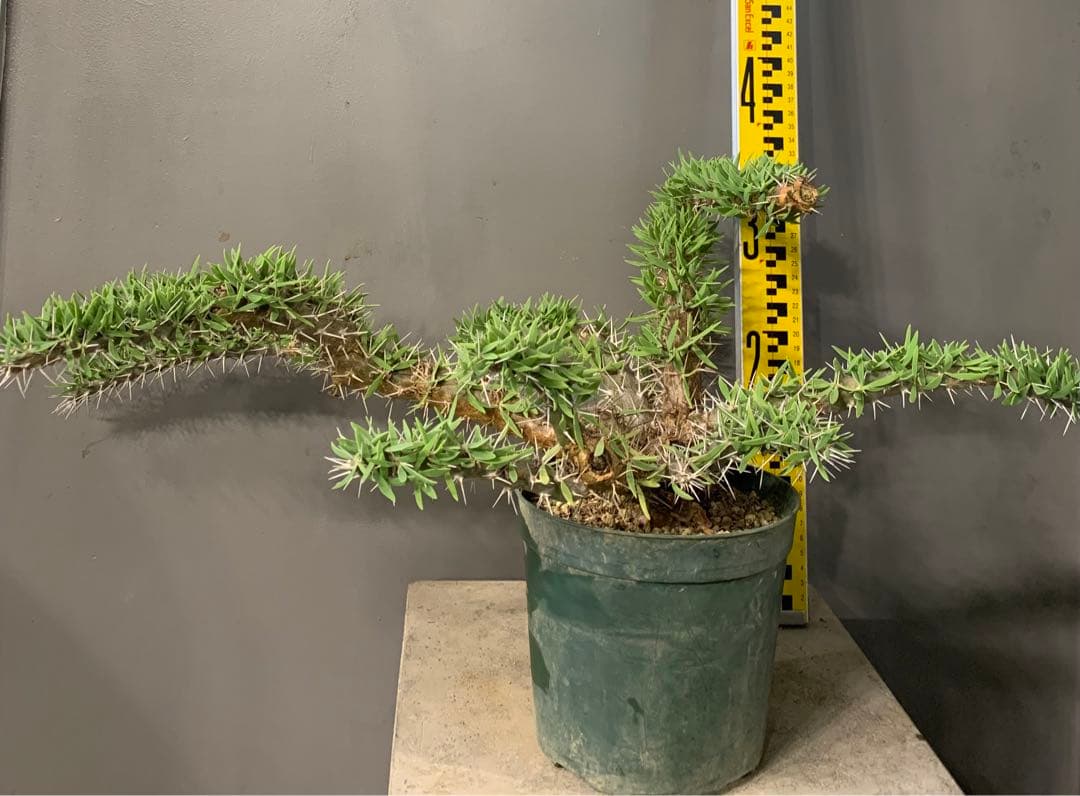 ディディエレア　トロリー