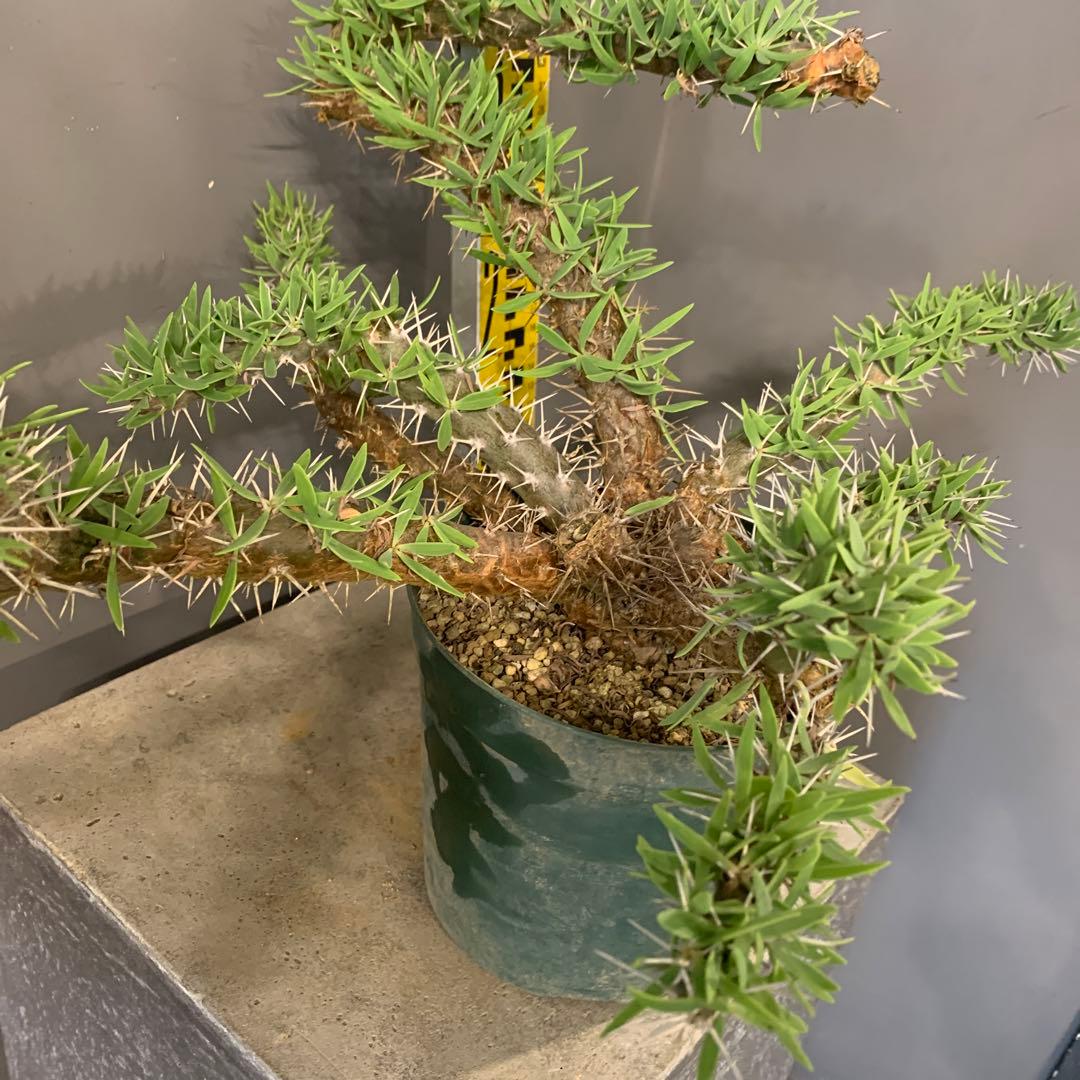 ディディエレア　トロリー