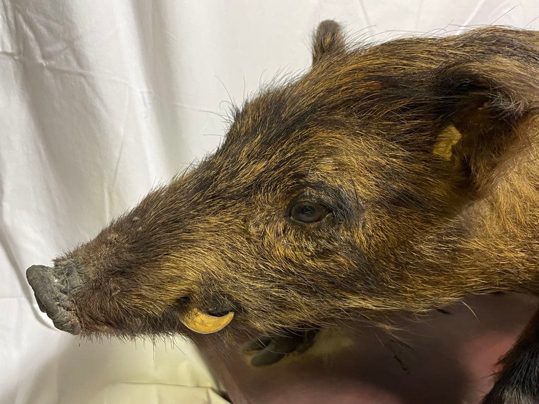 秀ちゃん　イノシシ　剥製