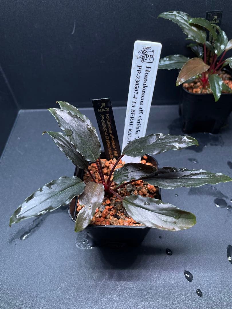 Homalomena aff. vittifolia \