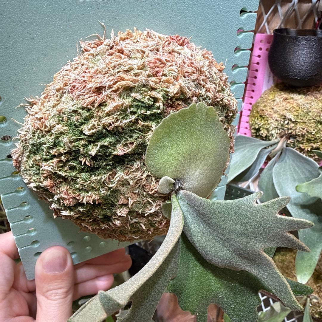 ビカクシダ P.OMG sporeling