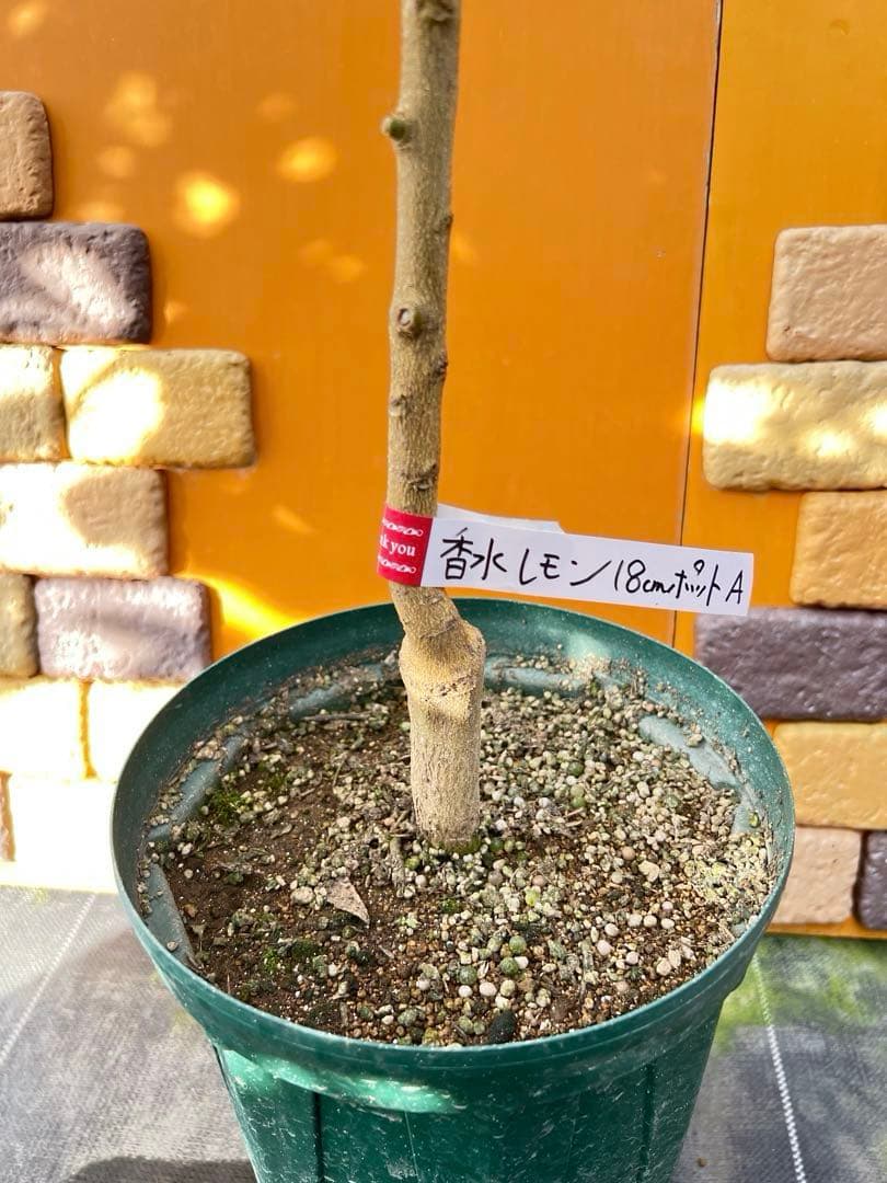 香水レモン　Ａ