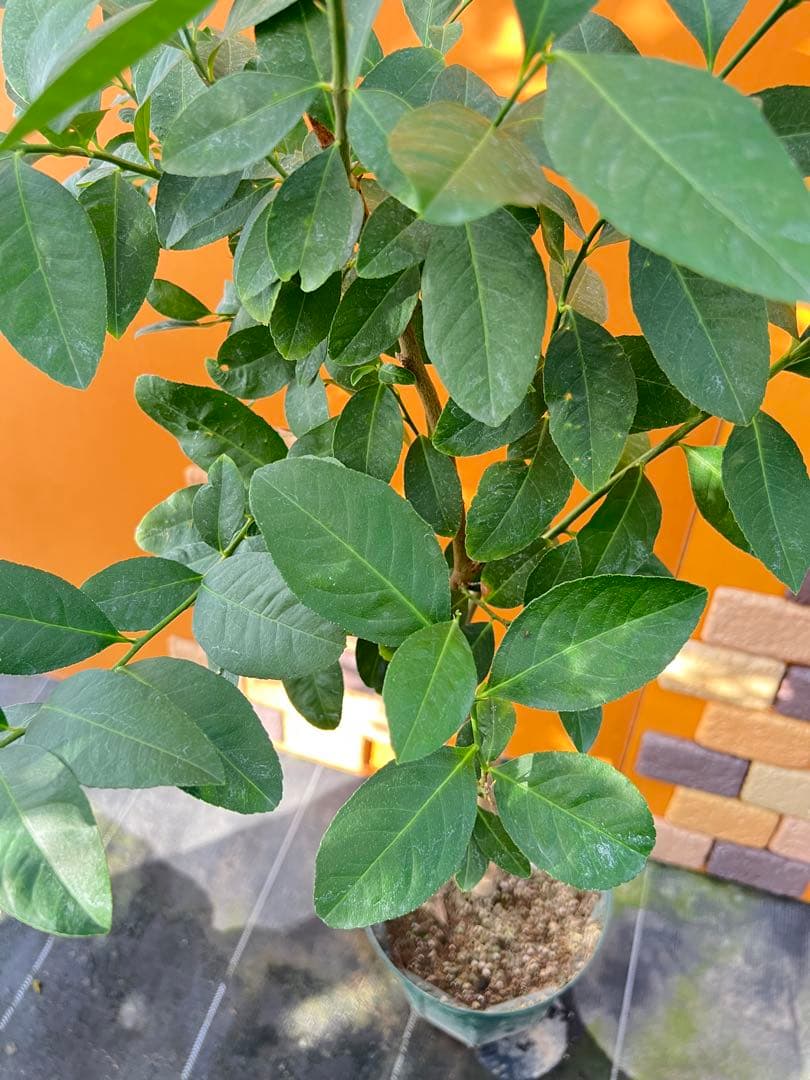 香水レモン　Ａ