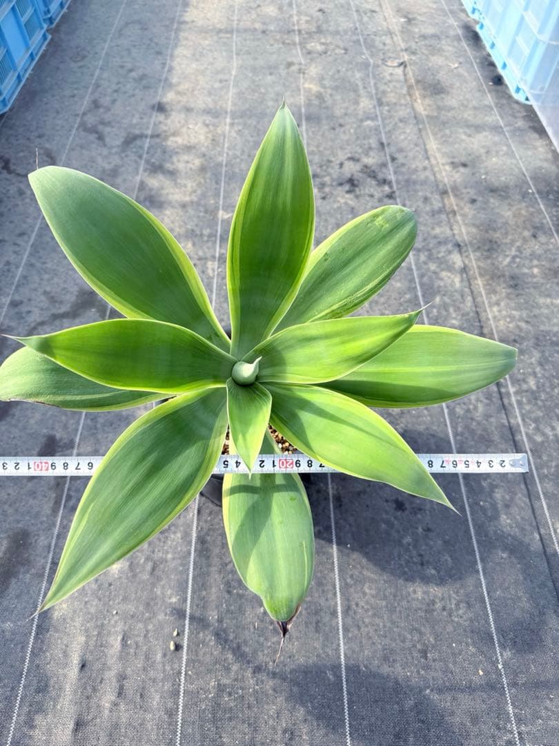 アテナータ　黄覆輪　アガベ　翡翠版