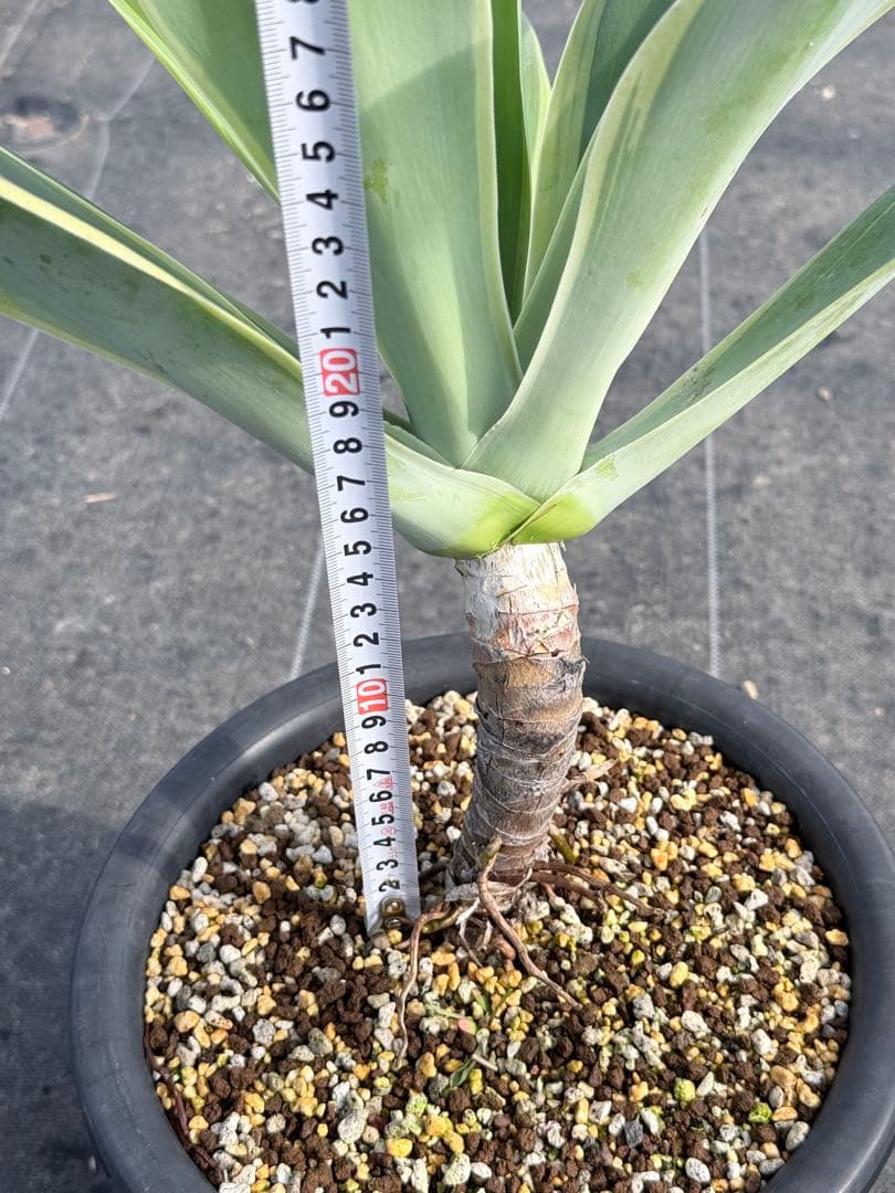 アテナータ　黄覆輪　アガベ　翡翠版