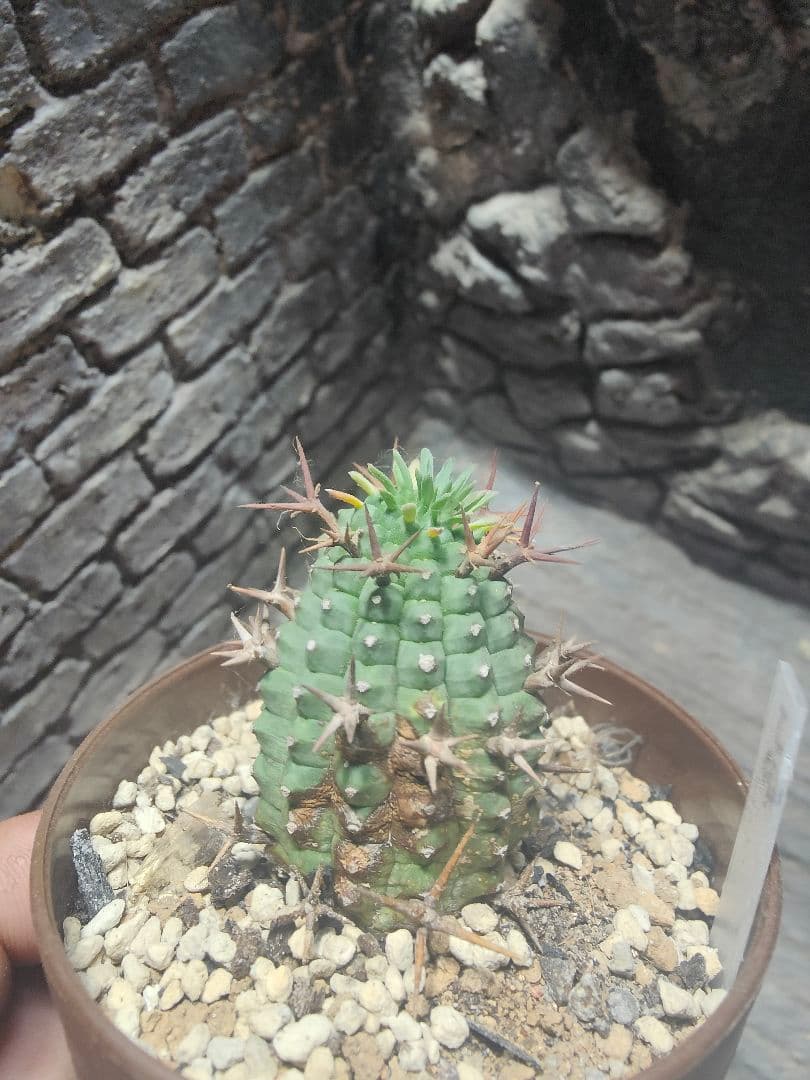 ユーフォルビア　群星冠　雌　カキコ　発根済　J90