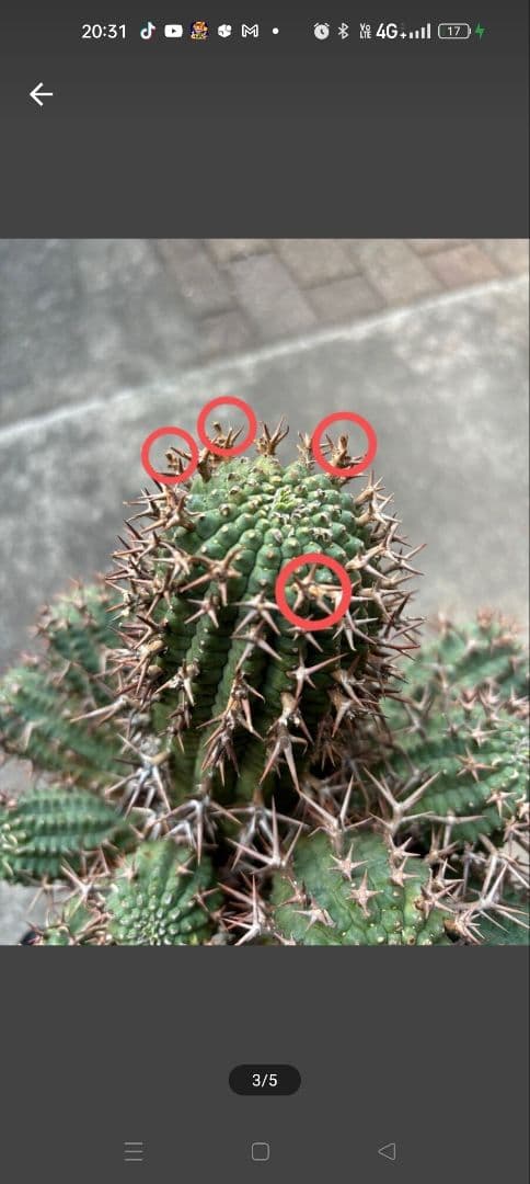 ユーフォルビア　群星冠　雌　カキコ　発根済　J90