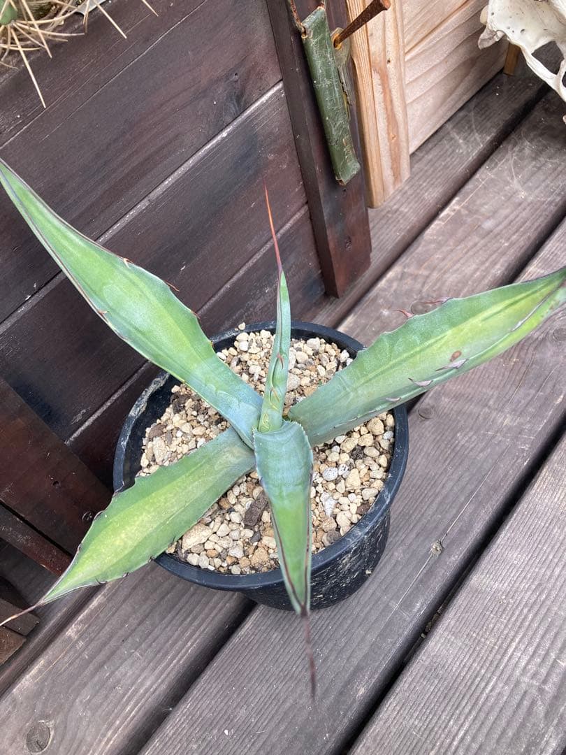 耐寒性アガベ スカブラ中斑◇ドライガーデン錦ユッカ斑入りサボテン多肉　アロエ南国