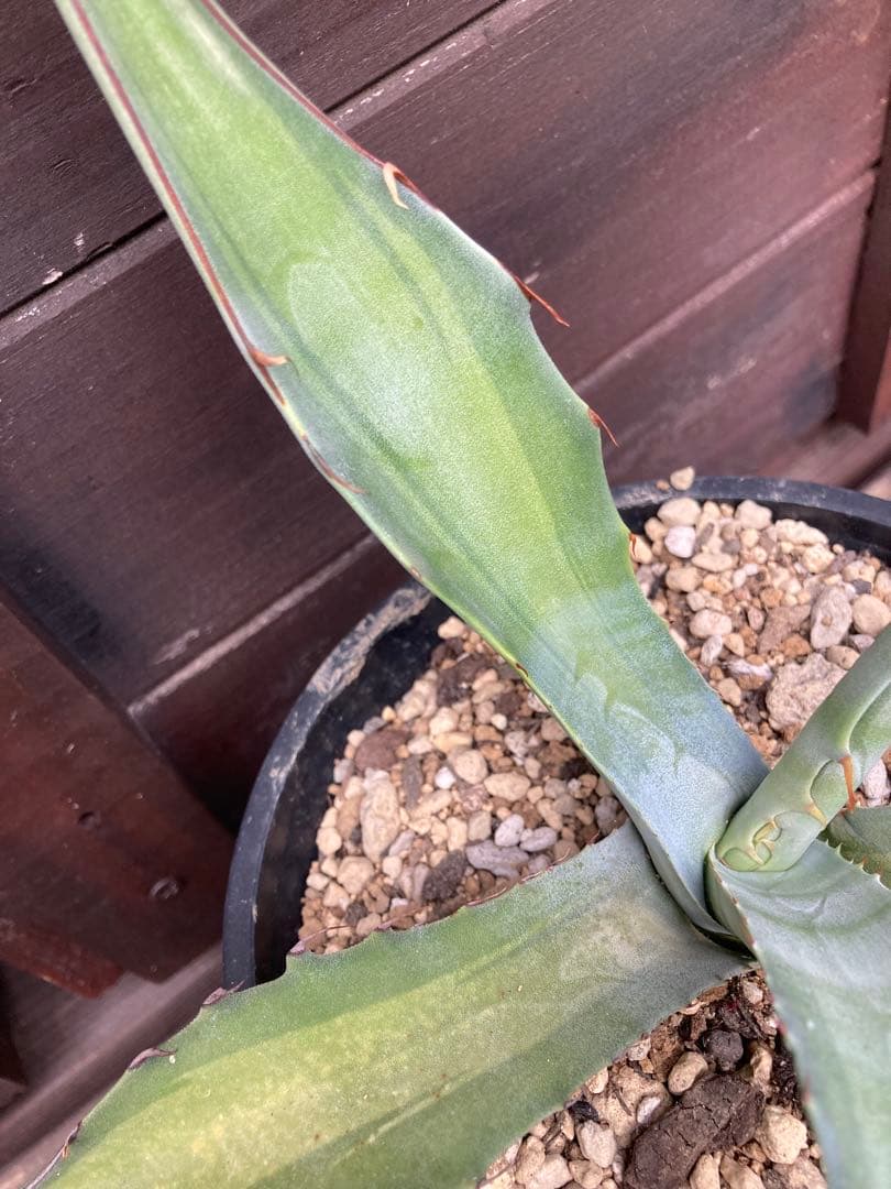 耐寒性アガベ スカブラ中斑◇ドライガーデン錦ユッカ斑入りサボテン多肉　アロエ南国