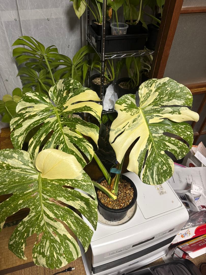 モンステラ　クリームブリュレ大株トップカト　検　レガシー　タイコン　プラチナム