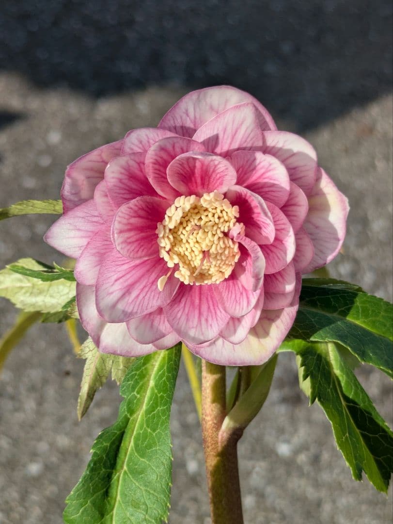 【広瀬園芸】クリスマスローズ　ソレイユ系ピンクグラデーション多弁花