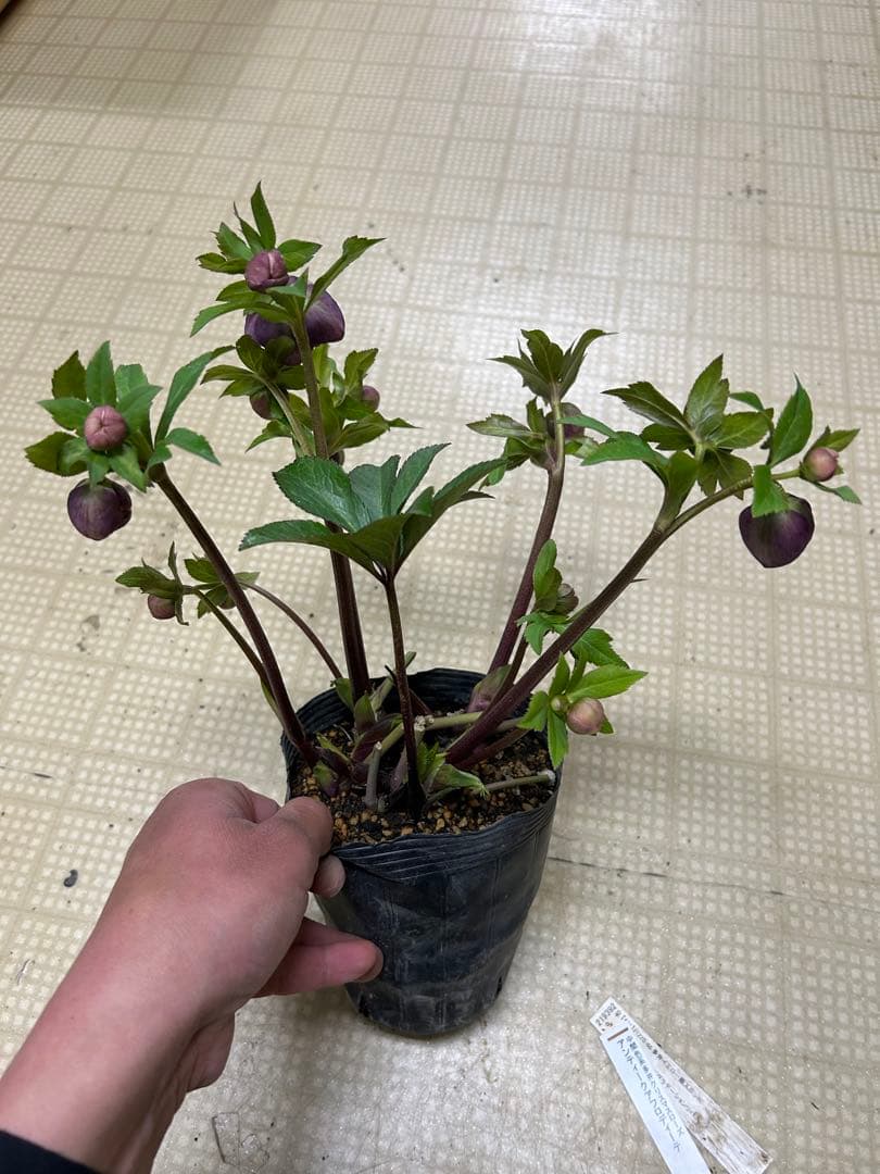 アンティークアフロディーテ 加藤農園 クリスマスローズ 同梱可能