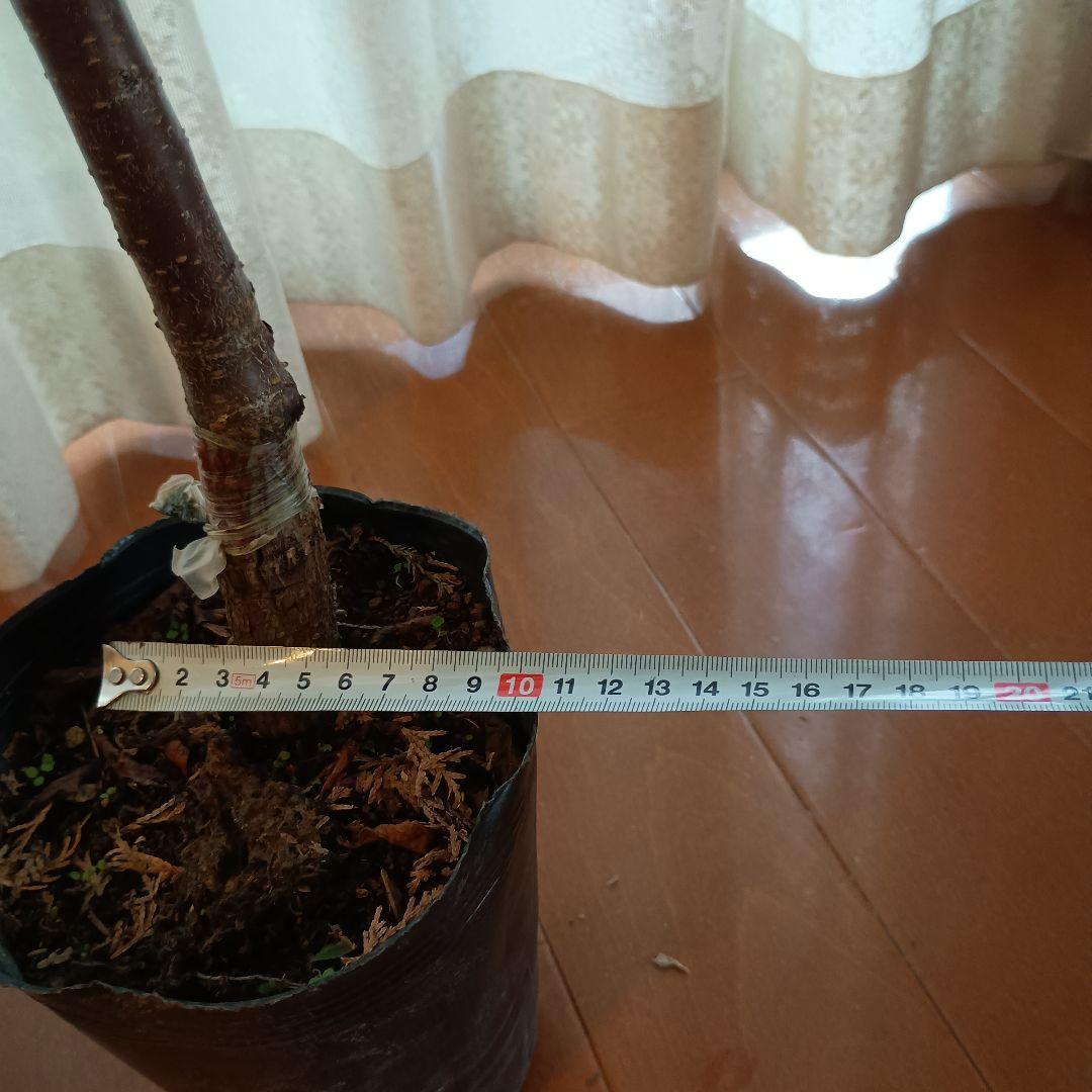 ✳バイオチェリー✳かなりレア物✳、プラム ネスレー２点セット