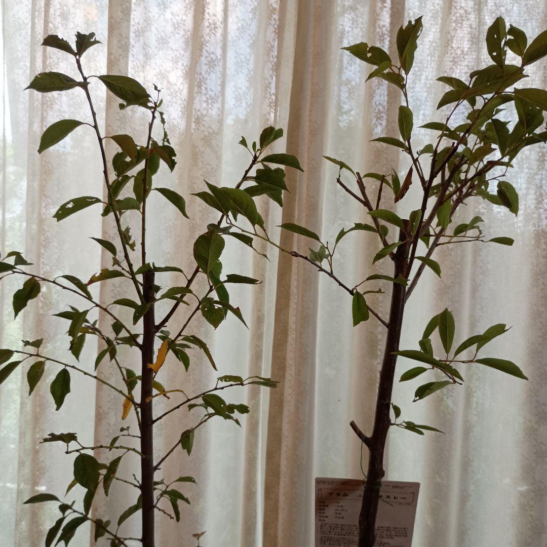 ✳バイオチェリー✳かなりレア物✳、プラム ネスレー２点セット