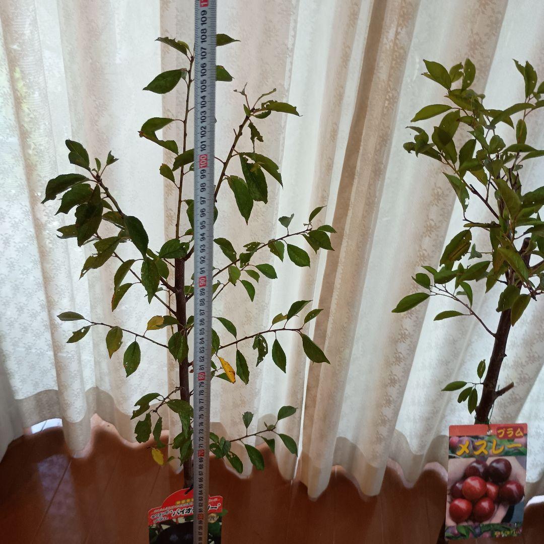 ✳バイオチェリー✳かなりレア物✳、プラム ネスレー２点セット