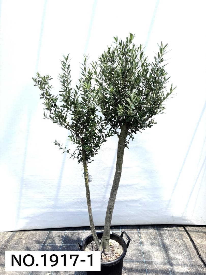 オリーブの木　シプレシーノ　約180cm　NO.1917　大型　現品掲載　古木
